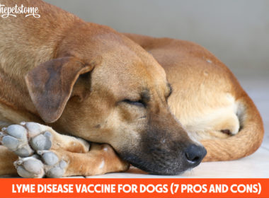 Lyme Disease Vaccine For Dogs (7 Pros And Cons)