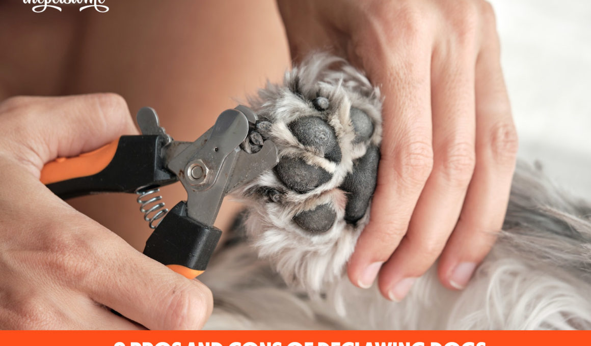9 Pros And Cons Of Declawing Dogs