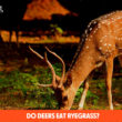 Do Deers Eat Ryegrass?