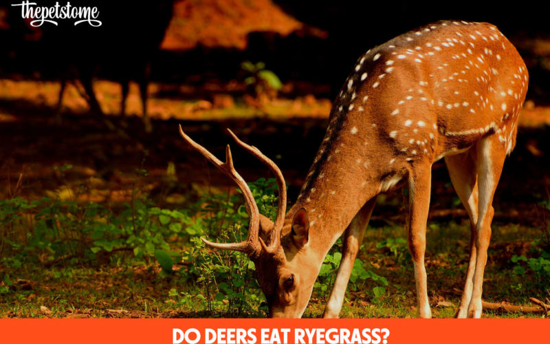 Do Deers Eat Ryegrass?