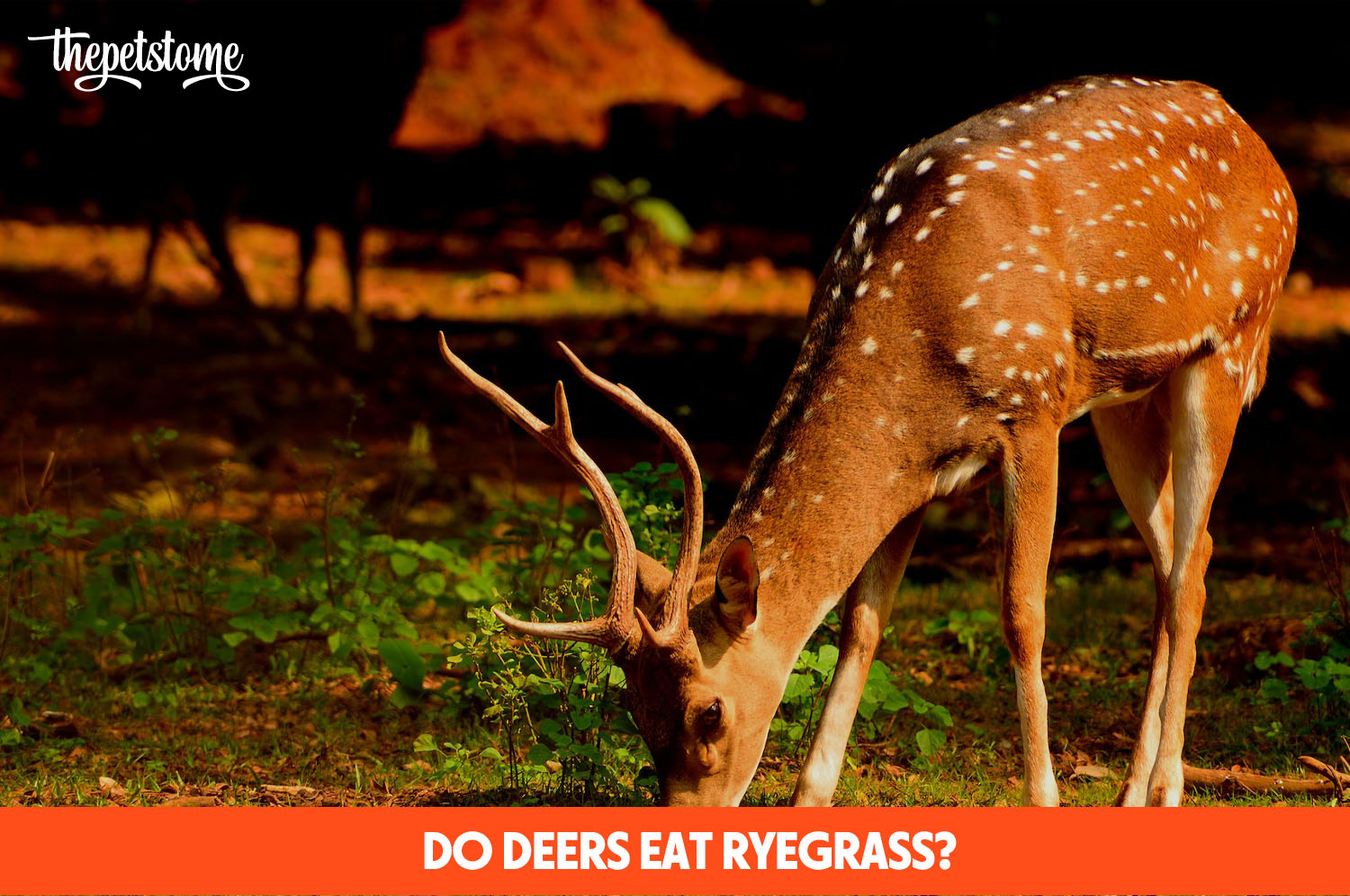 Do Deer Eat Ryegrass? (Quick Answer) ThePetsTome