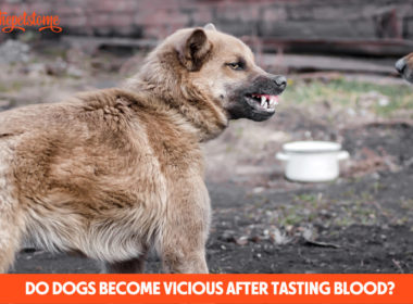 Do Dogs Become Vicious After Tasting Blood?