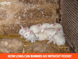How Long Can Bunnies Go Without Food?