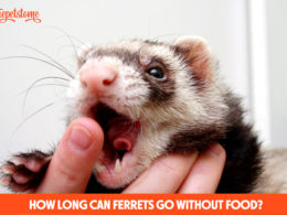 How Long Can Ferrets Go Without Food?