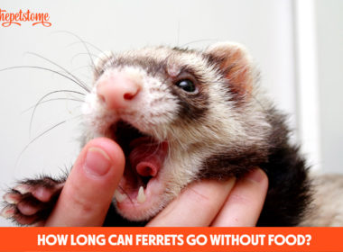 How Long Can Ferrets Go Without Food?