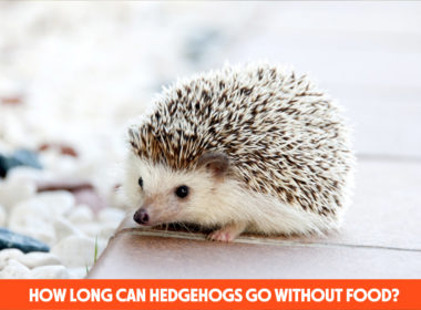 How Long Can Hedgehogs Go Without Food?