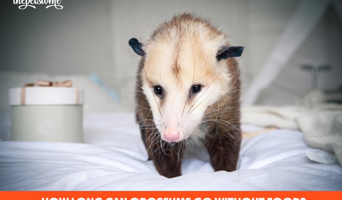 How Long Can Opossums Go Without Food?