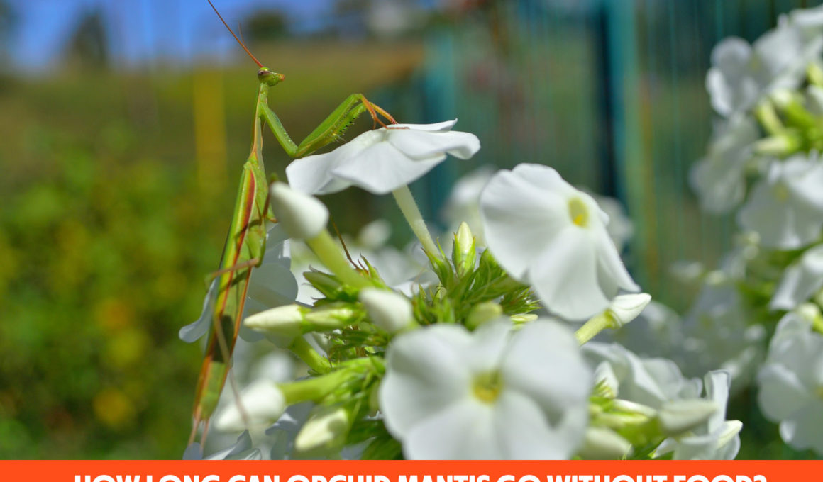How Long Can Orchid Mantis Go Without Food?