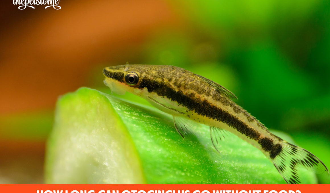 How Long Can Otocinclus Go Without Food?