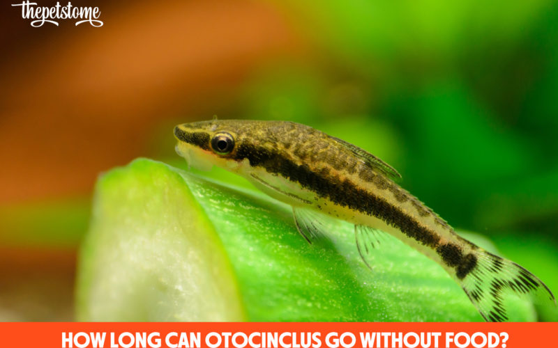 How Long Can Otocinclus Go Without Food?