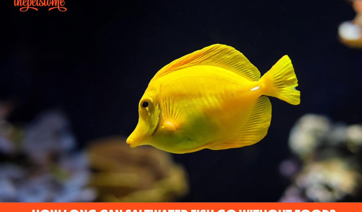 How Long Can Saltwater Fish Go Without Food?