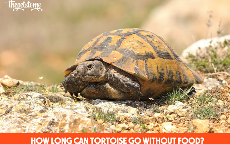 How Long Can Tortoise Go Without Food?