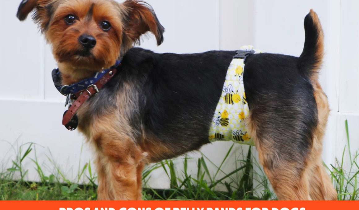 7 Pros And Cons Of Belly Bands For Dogs