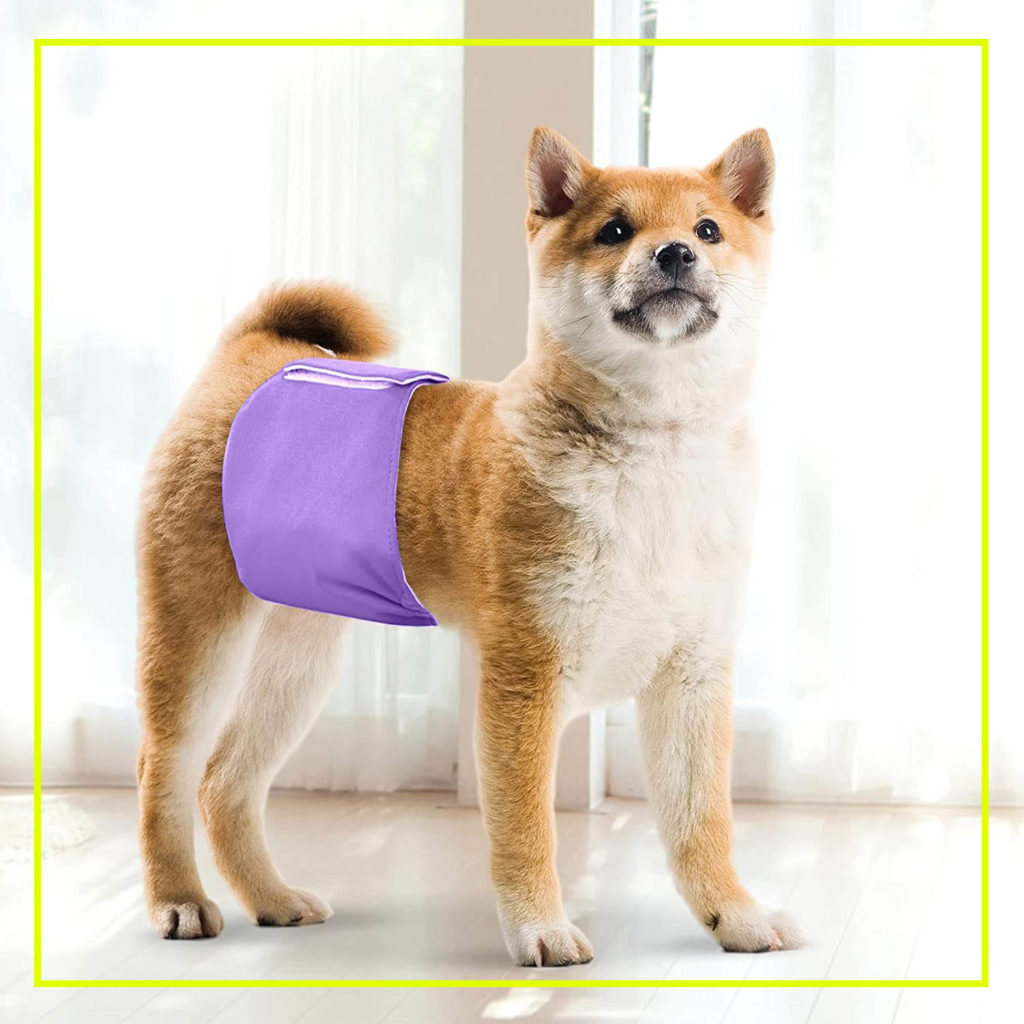 7 Pros And Cons Of Belly Bands For Dogs