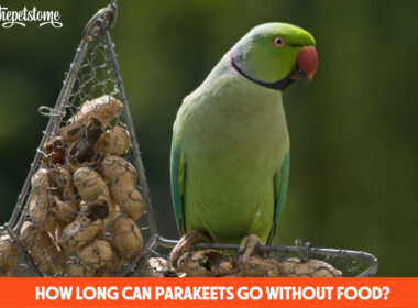 How Long Can Parakeets Go Without Food