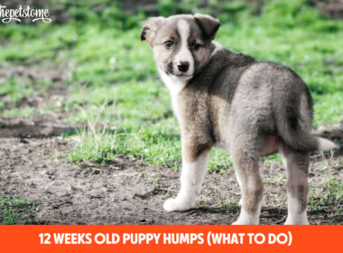 12 Weeks Old Puppy Humps (What to Do)