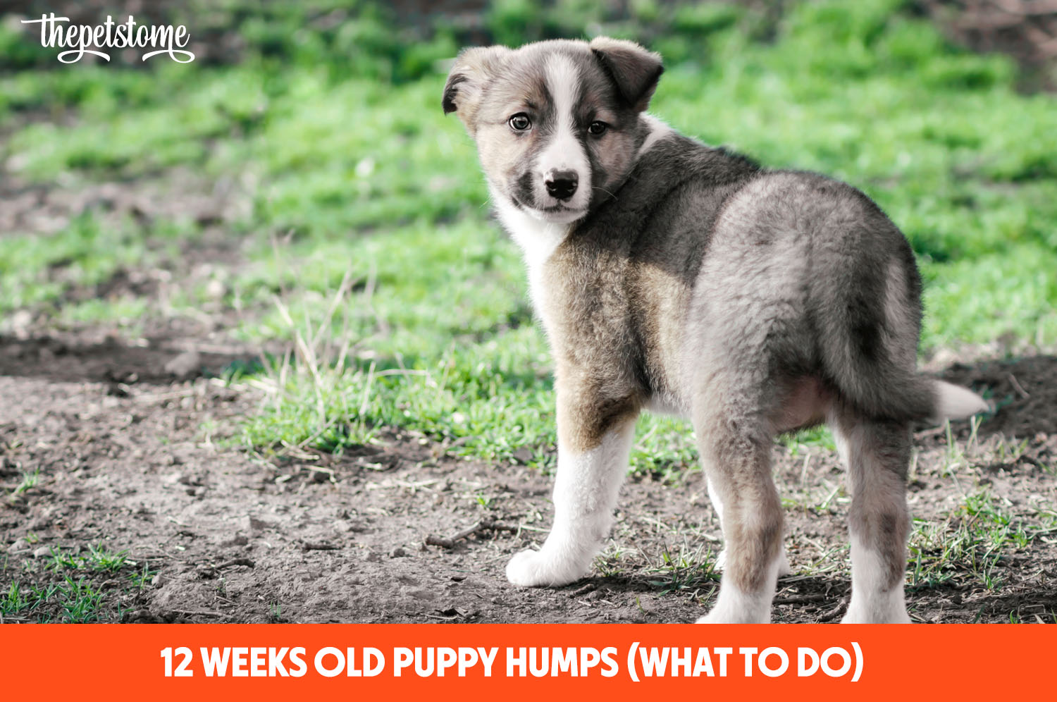 12 Weeks Old Puppy Humps (What to Do) ThePetsTome