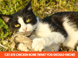Cat Ate Chicken Bone (What You Should Know)