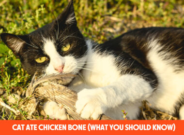 Cat Ate Chicken Bone (What You Should Know)