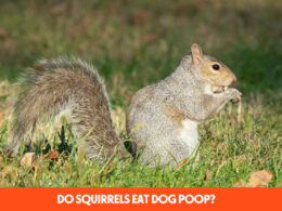 Do Squirrels Eat Dog Poop?