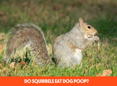 Do Squirrels Eat Dog Poop?