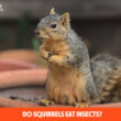 Do Squirrels Eat Insects?