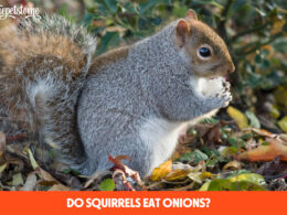 Do Squirrels Eat Onions?