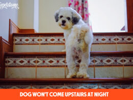 Dog Won't Come Upstairs At Night (What to Do)