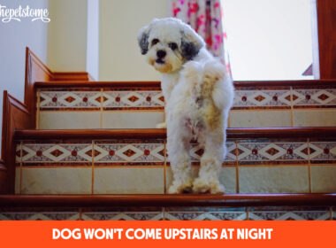 Dog Won't Come Upstairs At Night (What to Do)