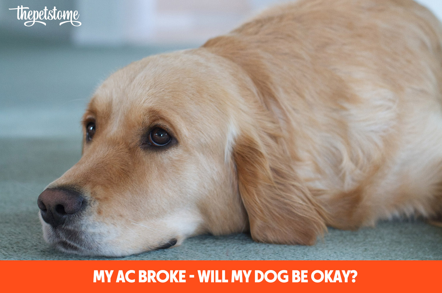 My AC Broke Will My Dog Be Okay? ThePetsTome