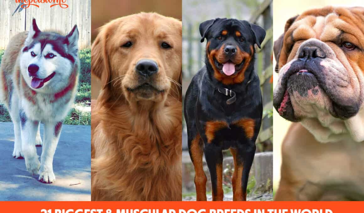 21 Biggest Muscular Dog Breeds In The World - buff dogs
