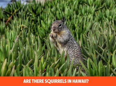Are There Squirrels In Hawaii?