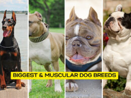 Biggest & Muscular Dog Breeds