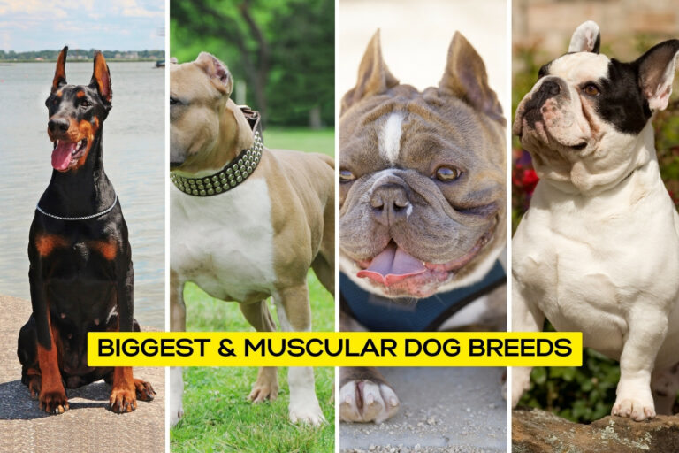 Biggest & Muscular Dog Breeds
