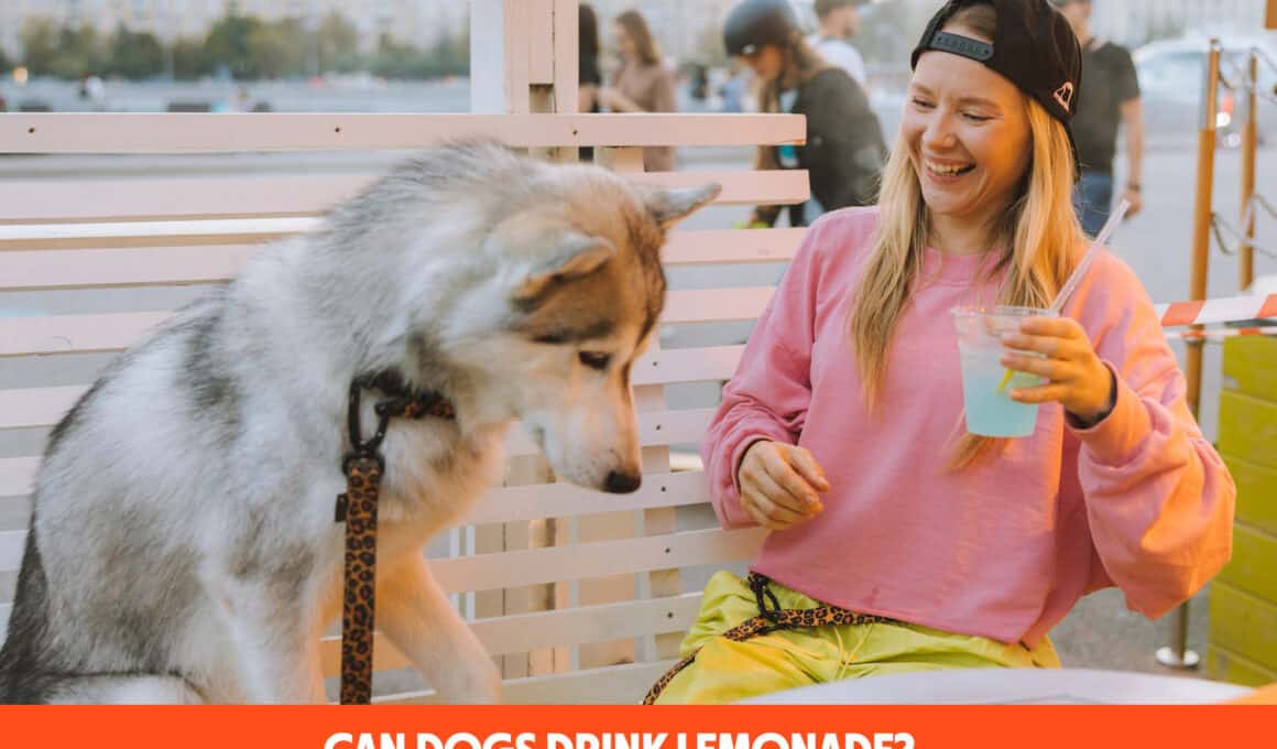Can Dogs Drink Lemonade