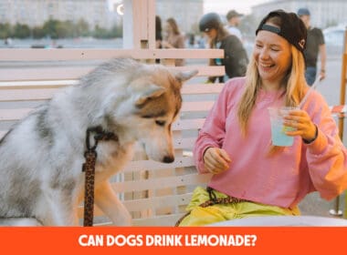 Can Dogs Drink Lemonade