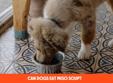 Can Dogs Eat Miso Soup?