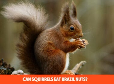 Can Squirrels Eat Brazil Nuts