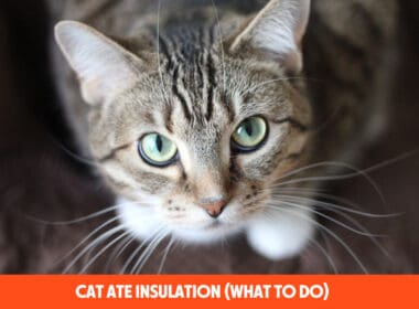 Cat Ate Insulation (What to Do)