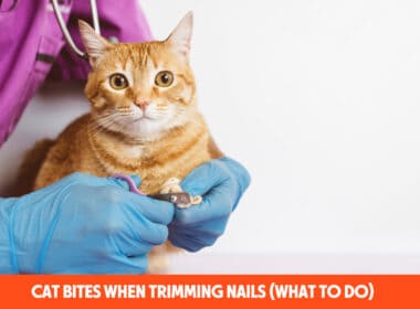 Cat Bites When Trimming Nails (What to Do)