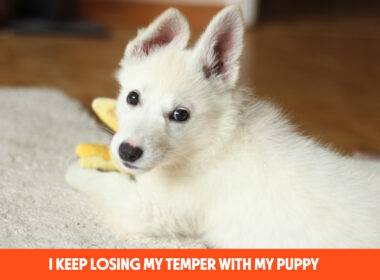 I Keep Losing My Temper With My Puppy