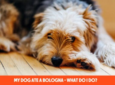 My Dog Ate A Bologna - What Do I Do