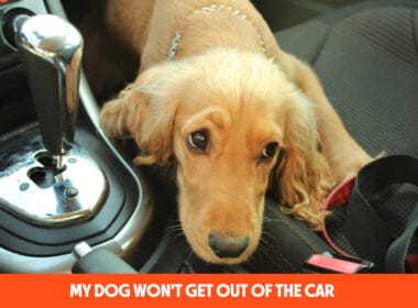 My Dog Won't Get Out Of The Car