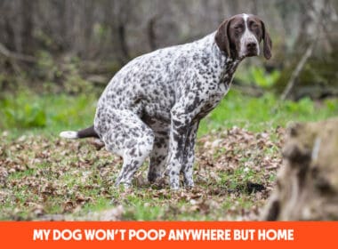 My Dog Won’t Poop Anywhere But Home