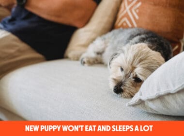 New Puppy Won't Eat And Sleeps A Lot