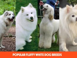 Popular Fluffy White Dog Breeds