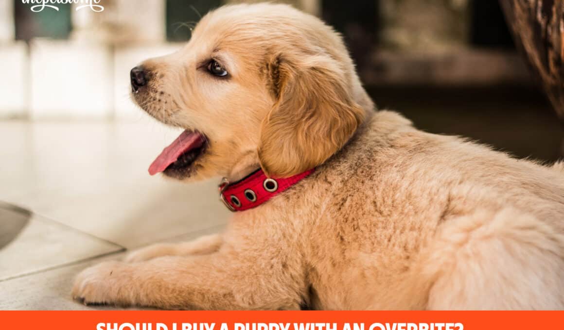 Should I Buy A Puppy With An Overbite?