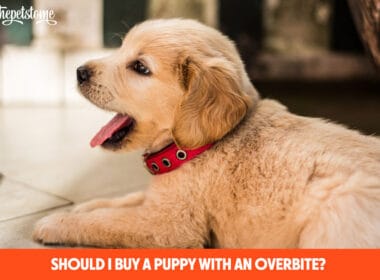 Should I Buy A Puppy With An Overbite?
