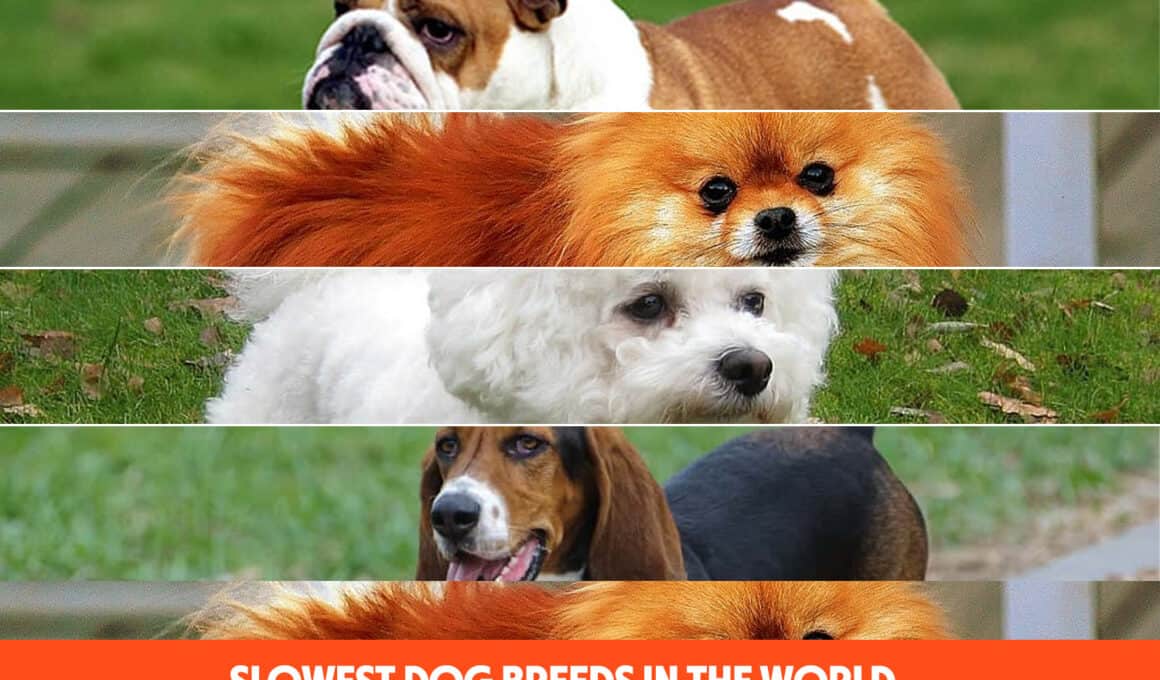 Slowest Dog Breeds In The World