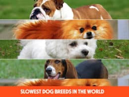 Slowest Dog Breeds In The World